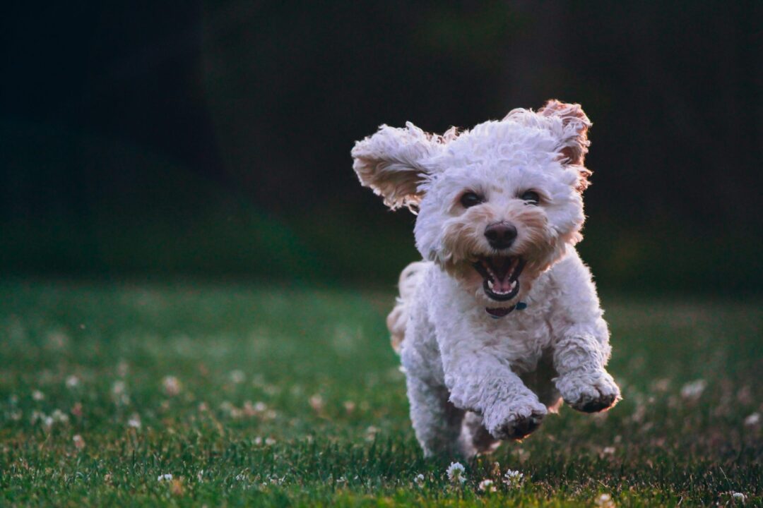 A small, fluffy white dog joyfully running on green grass with its ears flapping and mouth open in a happy expression.